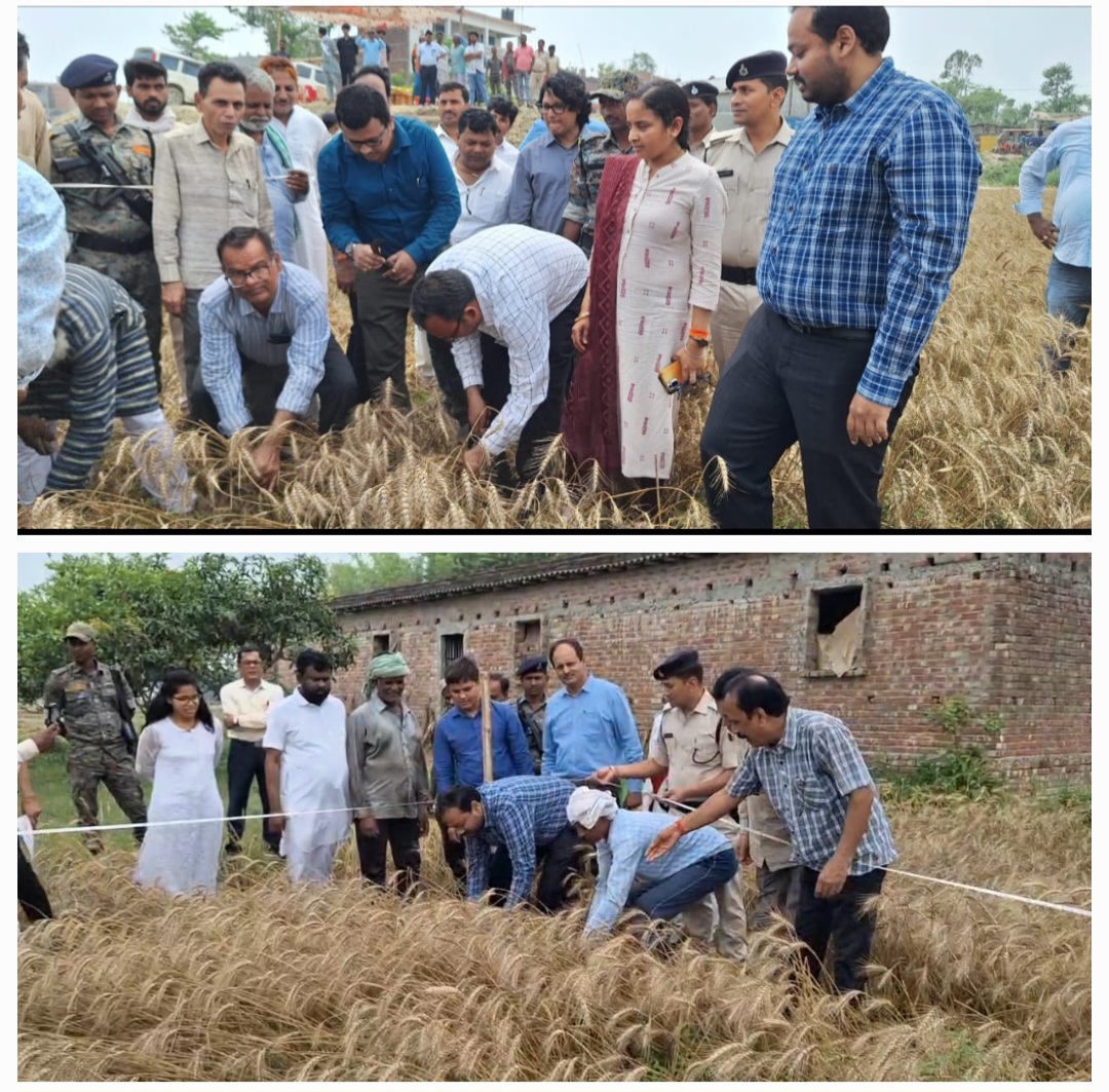 सहरसा के जिलाधिकारी वैभव चौधरी ने क्रॉप कटिंग अभियान के तहत गेहूं की फसल काटी और उपज का लिया जायजा
