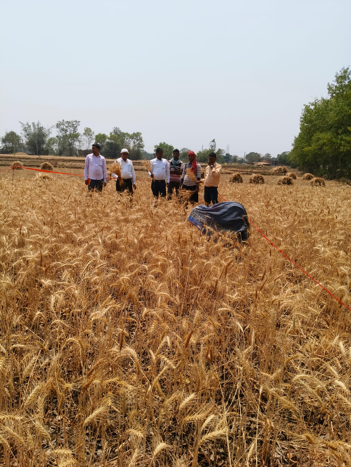CCE Agri App के माध्यम से फेसर पंचायत में फसल कटनी प्रयोग का निरीक्षण व उपज आकलन